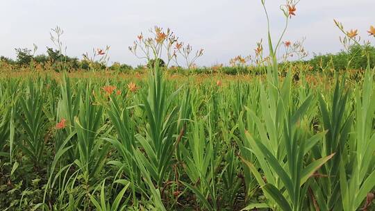 黄花菜素材