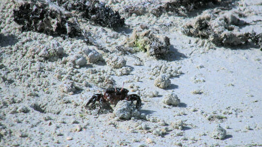 沙滩的螃蟹视频素材模板下载