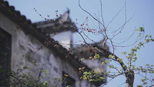 黄山西递宏村祠堂徽派建筑徽州建筑徽文化