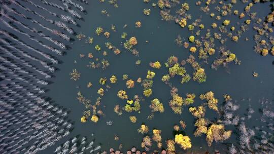 4K航拍俯瞰深秋湖水中白桦树树林秋色
