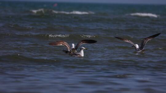 成群的海鸥在海面上捕鱼