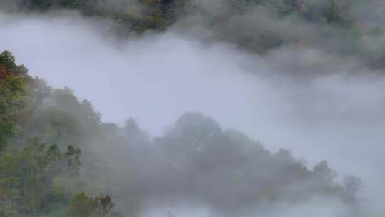 4K航拍重庆光雾山树林云海风景