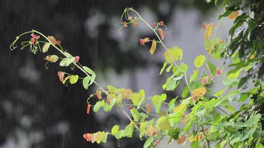 雨中的嫩叶多姿多彩