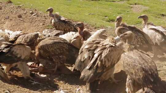 A1高山兀鹫争抢腐肉、野生动物