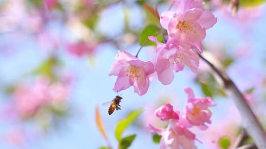 实拍春天唯美空景立春春分小清新片头