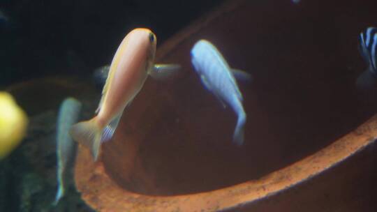 养鱼三湖慈鲷水族鱼缸