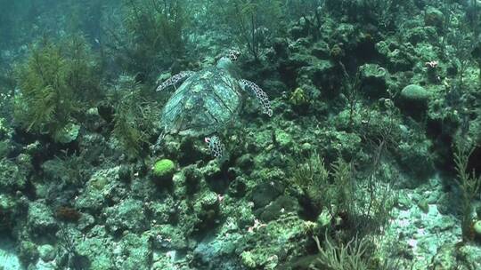 乌龟在水下游泳
