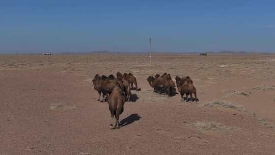 戈壁骆驼群1视频素材模板下载