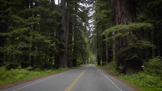 驾驶空旷的道路穿过美国加利福尼亚州红杉国
