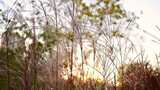 阳光下的芦苇自然景观高清在线视频素材下载