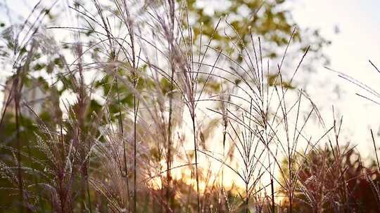 阳光下的芦苇自然景观