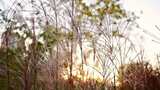 阳光下的芦苇自然景观高清在线视频素材下载