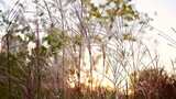 阳光下的芦苇自然景观高清在线视频素材下载