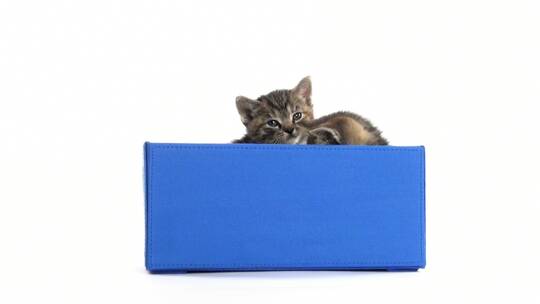 小猫在蓝色的盒子