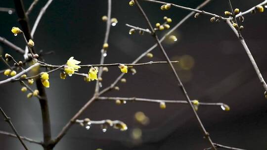 杭州灵隐寺冬天腊梅花开