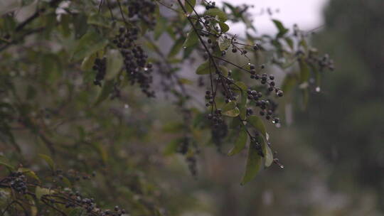 南方的雪 植物果实4K 大雪 唯美意境