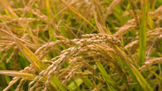 秋天水稻成熟
