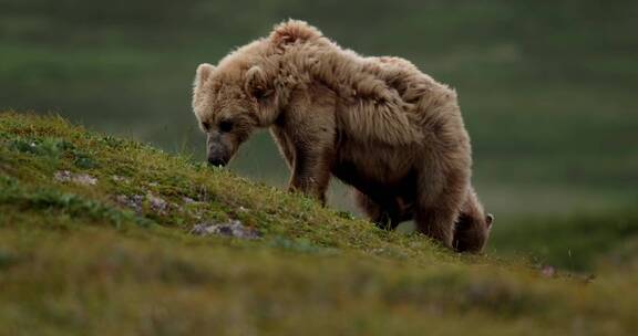母熊带着棕熊幼崽野外觅食