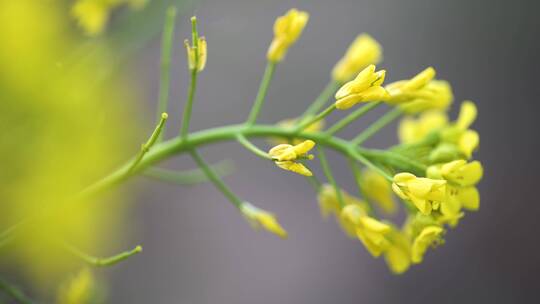 金黄色油菜花