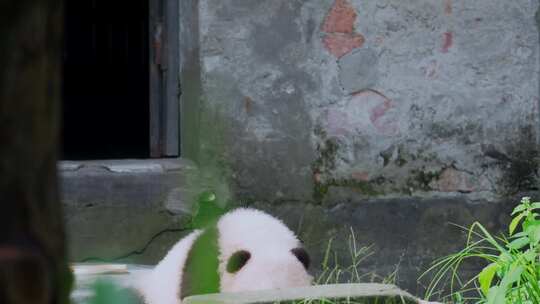 大熊猫幼崽宝宝晒太阳视频素材模板下载