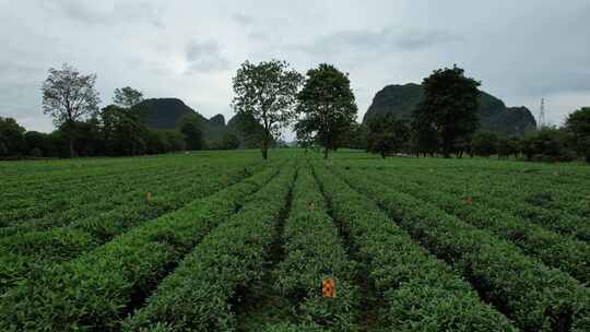 广西桂林尧山茶园