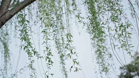 洛阳春天植物发芽开花勃勃生机