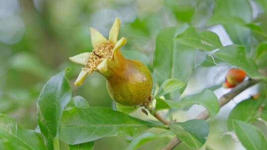 夏天石榴花结出果实