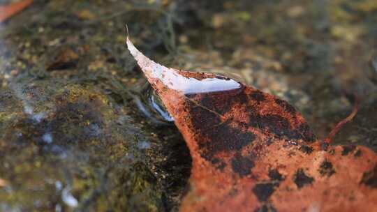 水面上的枯叶特写