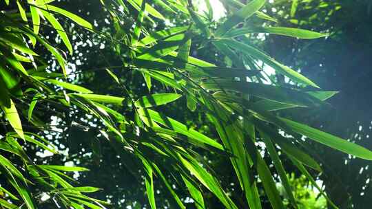 江南园林竹子竹叶阳光下的光影空镜视频素材模板下载