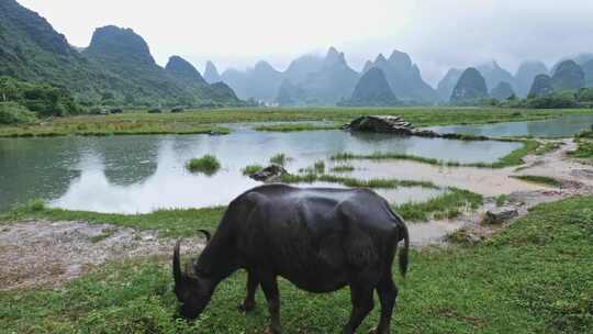 水牛在山水田园中悠闲吃草的场景