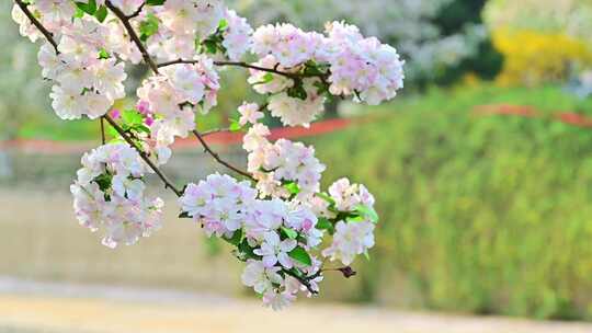 北京春天的海棠花开海棠花溪