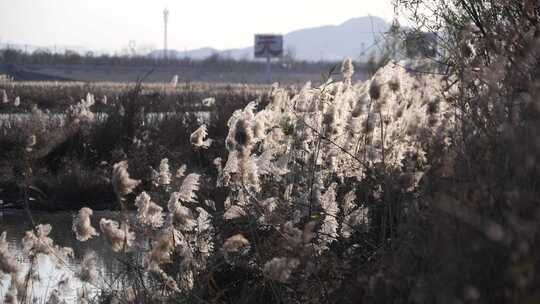 芦苇 湿地 芦苇田 植物 大片芦苇 芦苇地