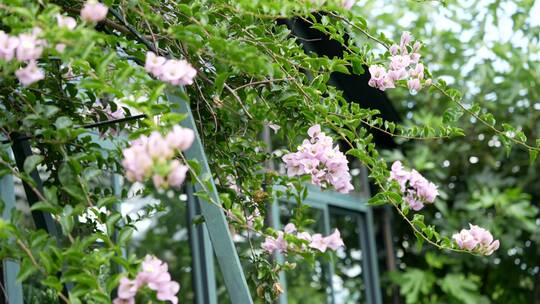 三角梅鲜花花朵微距特写