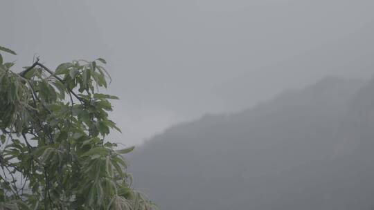 生长在大山里的蓝莓LOG