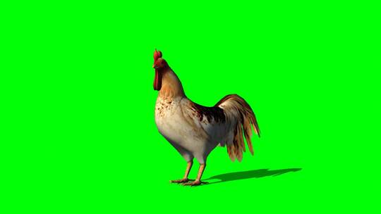绿幕-动物-一只鸡