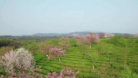 中国湖南省郴州市樱花茶园航拍风光