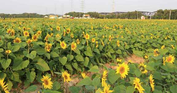 向日葵 花海 田野 葵花节