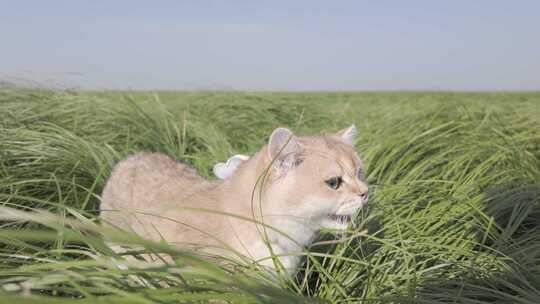 金渐层猫咪草地玩草4K120帧Dlog慢动作