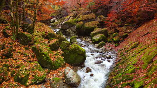 航拍山林溪水枫叶秋景