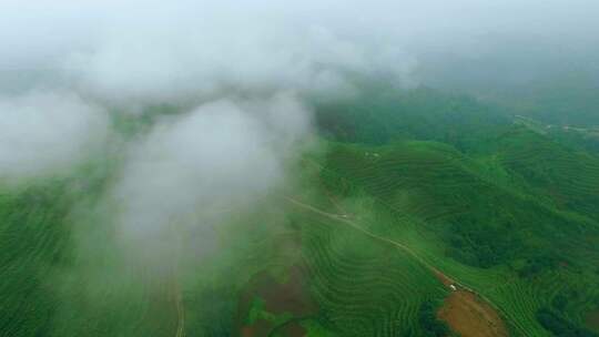 云雾茶山航拍 山水园林 青山绿水 云海仙气