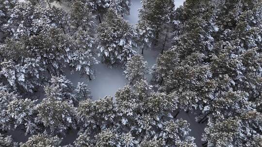 空中俯瞰雪覆森林景象