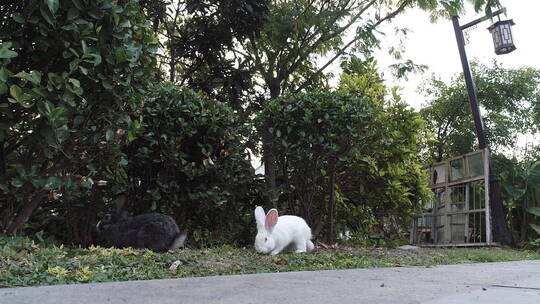 两只兔子