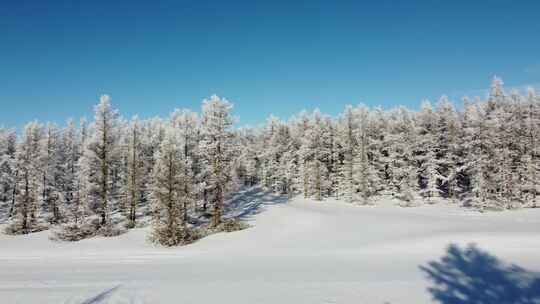 雪后森林美景