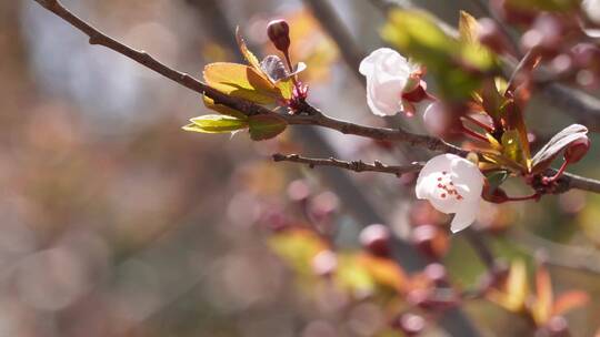 【镜头合集】腊梅梅花樱花鲜花