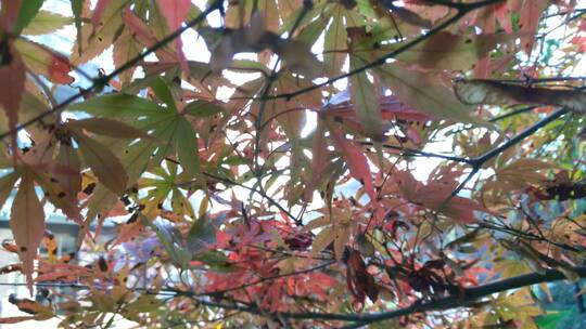 大自然秋天红色的枫叶鸡爪槭