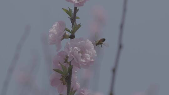 蜜蜂桃花采蜜慢镜头升格LOG