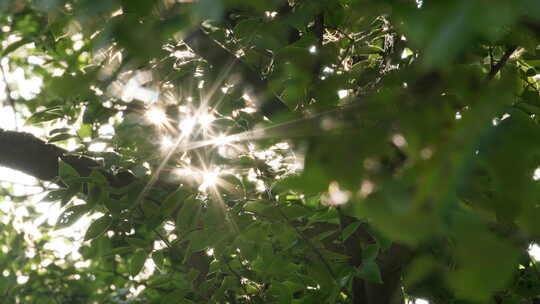 春天森林树叶阳光逆光星芒