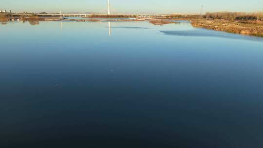 鸟 石家庄 复兴大街 滹沱河 湿地 初冬