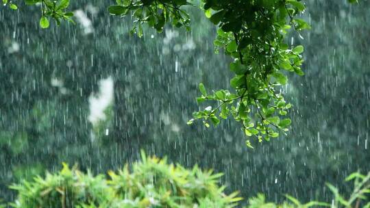 暴雨下的树叶随风飘摇，下雨天唯美雨景素材
