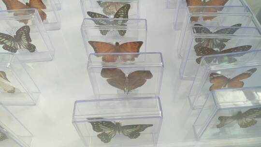 美丽蝴蝶标本